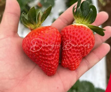 Dragon Berries Imagen Blog